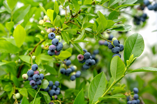 Vibrant blueberries hang among lush green leaves