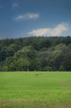 Deer Herd Graze in Field