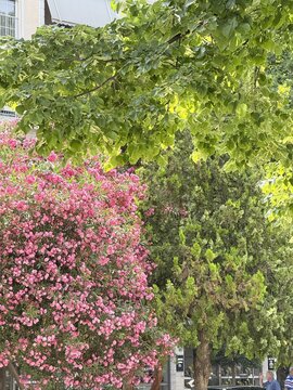 Flowering city park with lush trees and pink blossoms