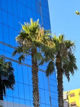 Palm trees reflected on modern blue glass building facade