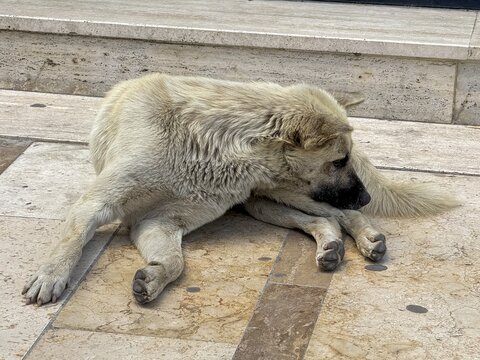 White stray dog resting quietly on warm stone pavement
