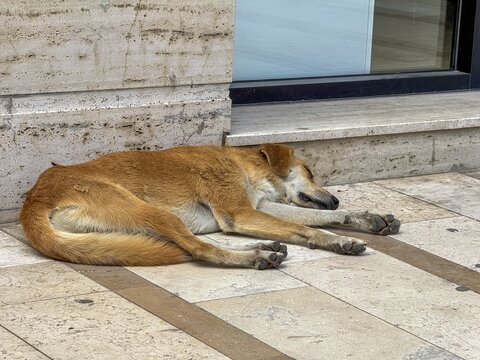 Sleeping street dog resting peacefully on sunny stone pavement
