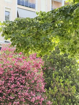 Urban blooming trees with vibrant pink flowers and foliage