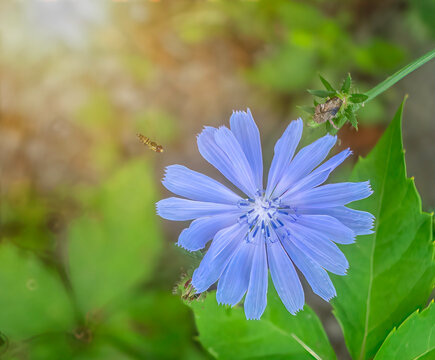 Close-up of a blue dwarf hickory flower in a meadow, sun flare, nobody