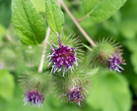Closeup of purple and white spikes in the flower of a great burdock