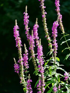 Gew&ouml;hnlicher Blutweiderich (Lythrum salicaria)