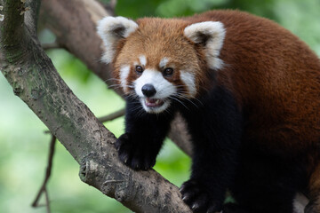 Obraz premium Close up Red Panda Peeking from Behind Wooden Log