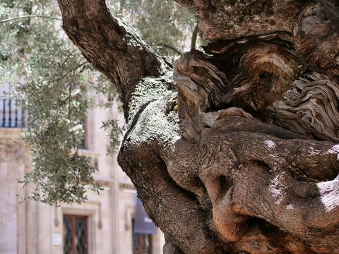 Macro View of Weathered Gnarled Bark on Ancient Mediterranean Olive Tree
