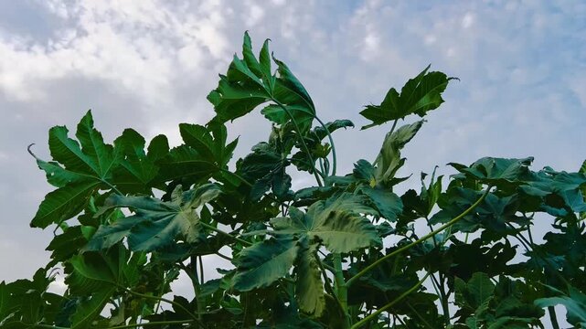 Green okra plant leaves against blue sky. Organic vegetable crop growing in summer garden.