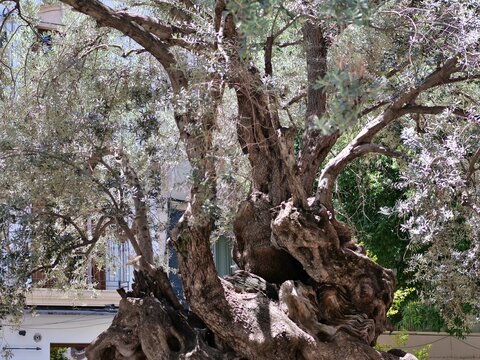 Centuries-Old Olive Tree with Twisted Trunk and Lush Silver Canopy