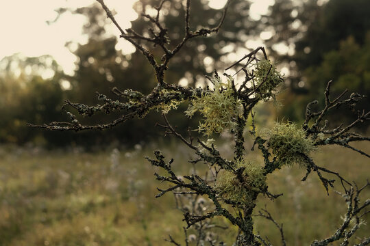old tree branches in lichens close up, abstract natural background. autumn landscape with tree moss lichen Pseudevernia furfuracea covered died tree. Epiphytic lichens. sepia color effect. soft focus