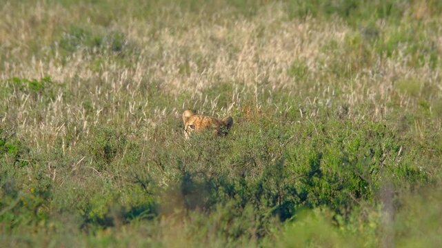 Black backed jackal resting partly hidden in tall grass