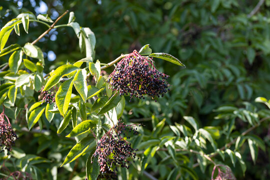 Ripe elderberries (Sambucus nigra) on a branch in sunlight. Mature black elder fruits used for syrups, jams, juices, liqueurs, herbal remedies and traditional cuisine.