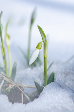 Early spring snowdrops growing in snow in early spring.