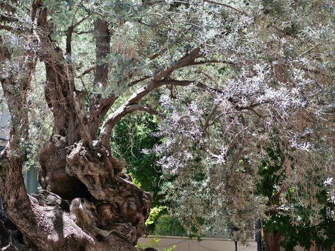 Sunlit Olive Tree Canopy and Ancient Trunk in Palma City Square