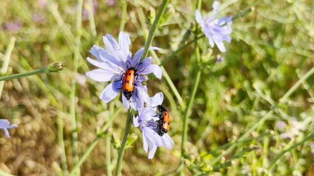 Leaf beetles rest on blue chicory flowers in a sunny field in Crimea. This peaceful, vibrant moment fills me with natural joy and calm.