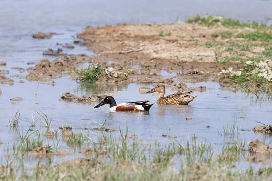 Migratory pair of Northern Shoveler (Anas clypeata) stopping in artesian pond