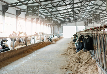 Holstein Cows in modern dairy farm barn feeding in an open air setting © Parilov
