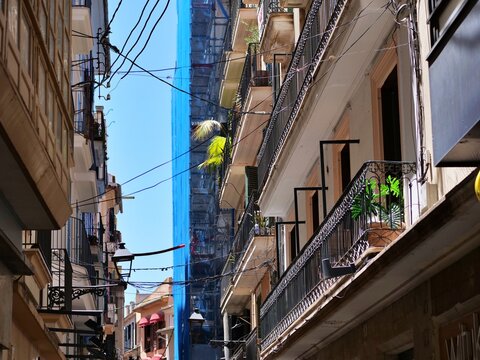 Densely Packed Historic Street with Balconies and Wires in Palma