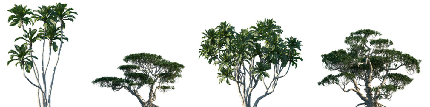 Set of Ficus pseudopalma and Ficus concinna frontal set street trees isolated png on a transparent background perfectly cutout