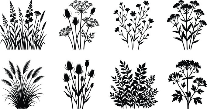 Wild Herb Silhouettes Set of Meadow Flowers and Botanical Plant Bundles
