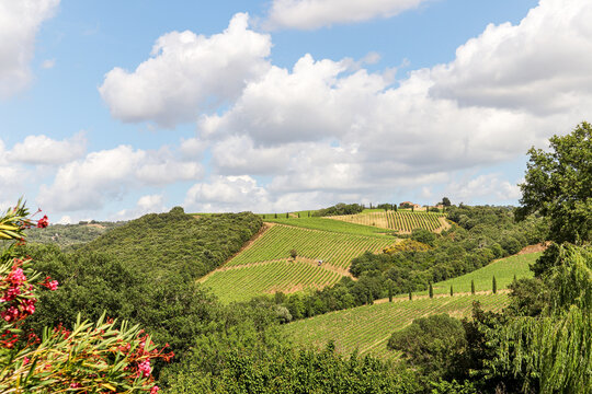 Vineyards with grapevine and hilly tuscan landscape near winery along Chianti wine road in the summer sun, Tuscany Italy Europe