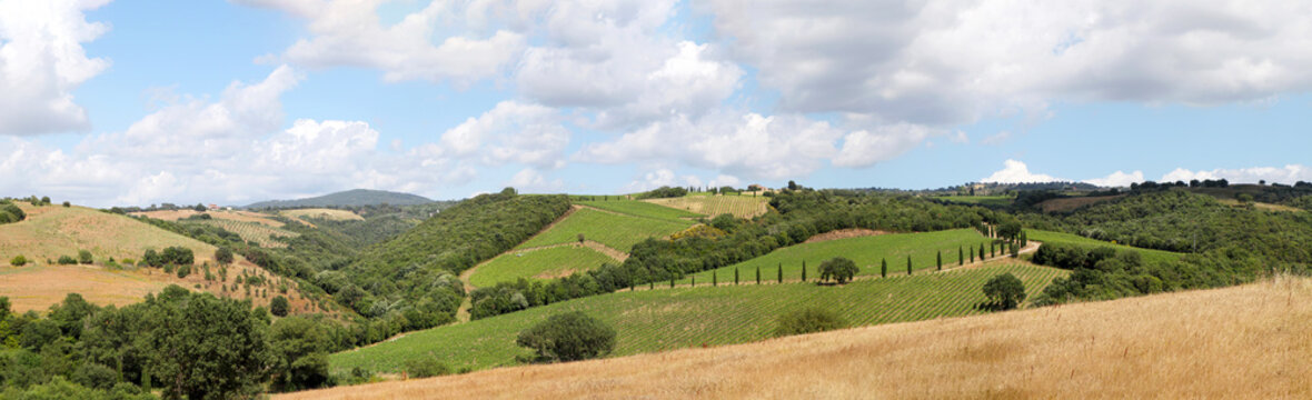 Vineyards with grapevine and hilly tuscan landscape near winery along Chianti wine road in the summer sun, Tuscany Italy Europe