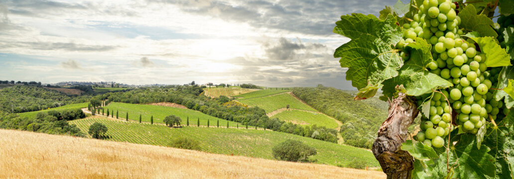 Vineyards with grapevine and hilly tuscan landscape near winery along Chianti wine road in the summer sun, Tuscany Italy Europe