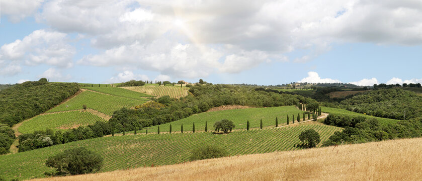 Vineyards with grapevine and hilly tuscan landscape near winery along Chianti wine road in the summer sun, Tuscany Italy Europe