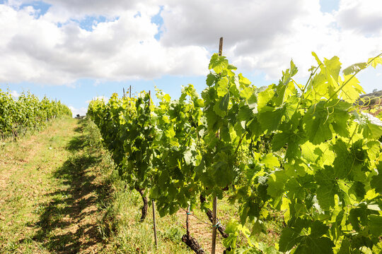 Vineyards with grapevine and hilly tuscan landscape near winery along Chianti wine road in the summer sun, Tuscany Italy Europe
