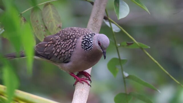 A Speckled Dove Rests Peacefully on a Branch in a Lush Green Environment, Displaying its Distinctive Plumage and Calm Demeanor. Sri Lanka island, Asia.