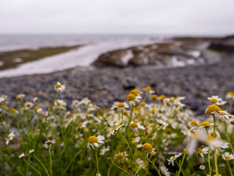 White daisies bloom along rocky coastal shore. Gray sky reflects over crashing waves. Pebbles and moss cover wet beach. Flowers stand out against blurred ocean backdrop