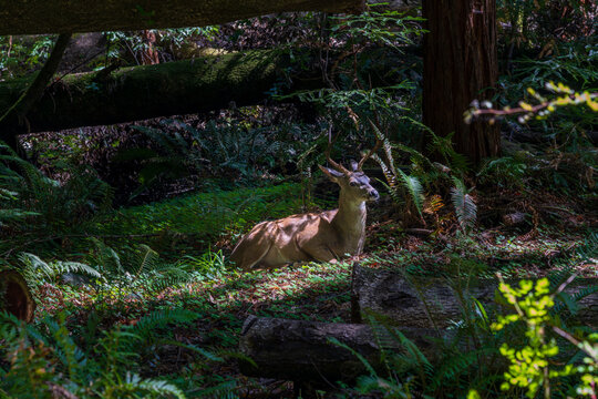A majestic black-tailed deer rests peacefully beneath the towering old growth redwood trees found within Muir Woods in Northern California.