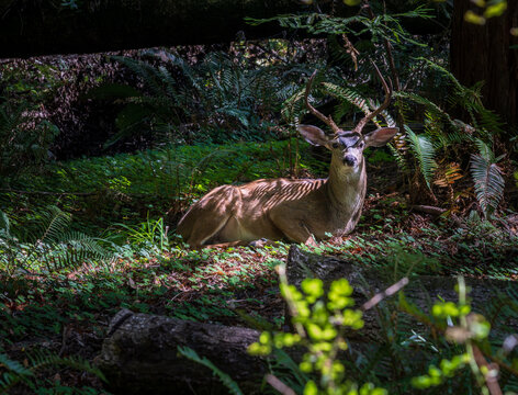 A majestic black-tailed deer rests peacefully beneath the towering old growth redwood trees found within Muir Woods in Northern California.