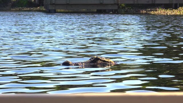 Large alligator swimming slowly in murky river water in natural habitat of southern USA.