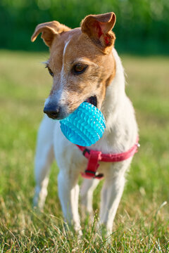 Small dog wearing red harness stands on grass with blue ball in its mouth
