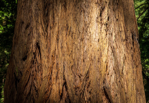 Natural bark texture on a giant coast redwood tree within Muir Woods National Monument in the forested hills of Marin County California.