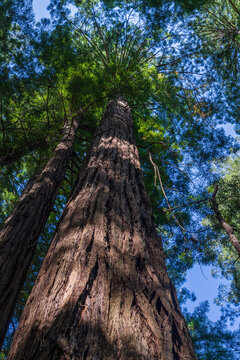 Ancient coastal redwood trees rise into the canopy at Muir Woods National Monument located in the coastal mountains of Northern California.