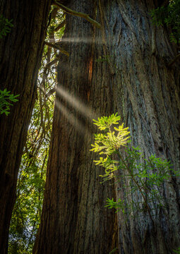 Golden sunbeams illuminate the towering trunks and lush foliage of the Sequoia sempervirens groves found within Muir Woods National Monument California