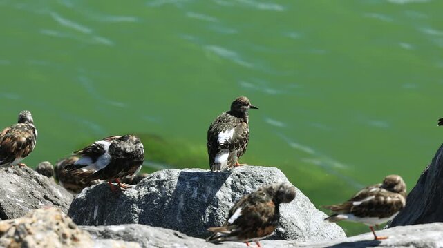 Resting Shorebirds by Green Water: A Serene Scene of Ruddy Turnstones preening and basking on rocky shore. Ostend, a coastal city in Belgium, Europe.