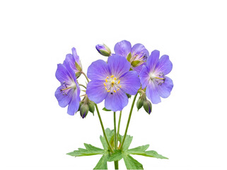 Obraz premium Beautiful purple geranium flowers with green leaves isolated on transparent background