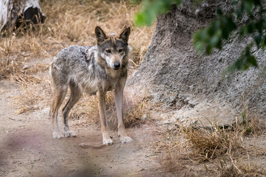 A close up view of a Mexican grey wolf at the San Francisco Zoo in California moving through dry grass and logs in its enclosure.