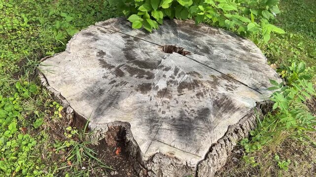 un tronc d'arbre coup&eacute;tronc, &eacute;corce