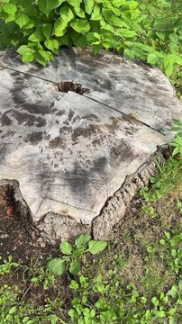 un tronc arbre coup&eacute;