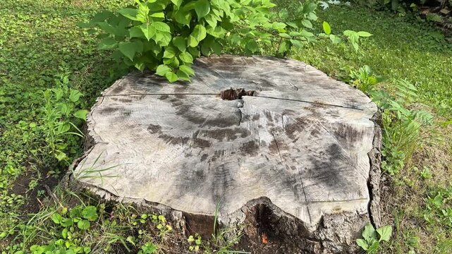 D&eacute;forestation. Un tronc d'arbre coup&eacute;