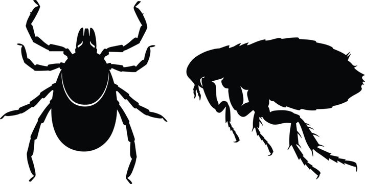 Detailed black silhouettes of a tick and a flea as common household and outdoor parasites for pest control education