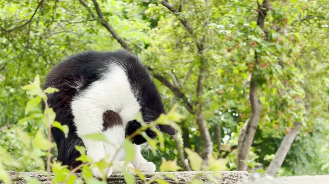 A frightened black and white cat arches its back in fear. The startled pet stands on a stone ledge surrounded by lush green trees. The mood feels tense, alert, and protective.