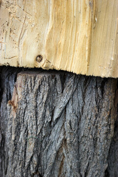 Wood textures. Felled trees.Close-up of stripped tree bark revealing freshly exposed wood. Natural textures, wood grain