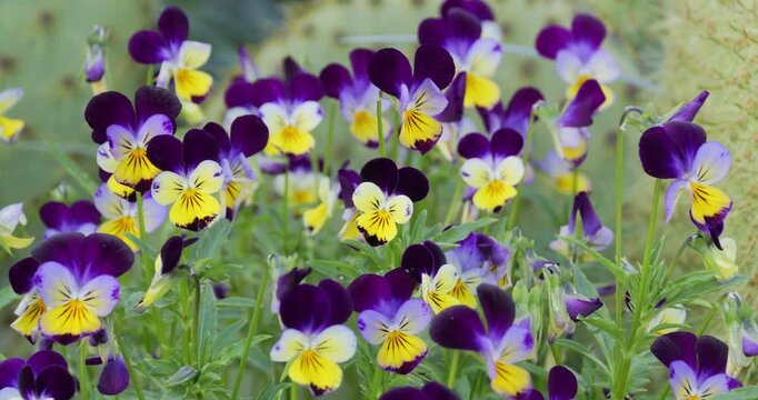 Close-up of wild pansy flowers (Viola tricolor)
