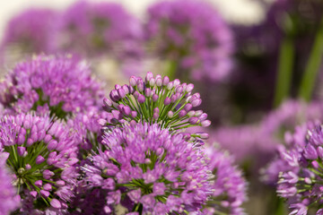 Obraz premium Pink Allium Flower Clusters in Summer Garden